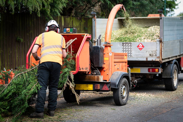 Lawn Drainage Solutions in West Bishop, CA